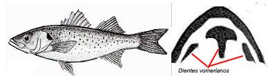 Dicentrarchus punctatus_claves